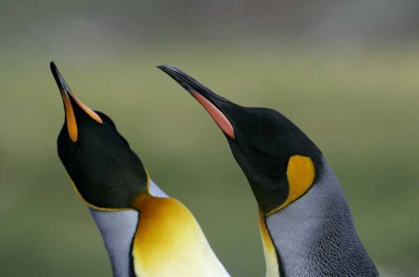 South Georgia Isl King penguins in courtship